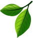 "Eco-friendly leaf design representing sustainable dining with areca palm leaf plates from True Nature Wares."